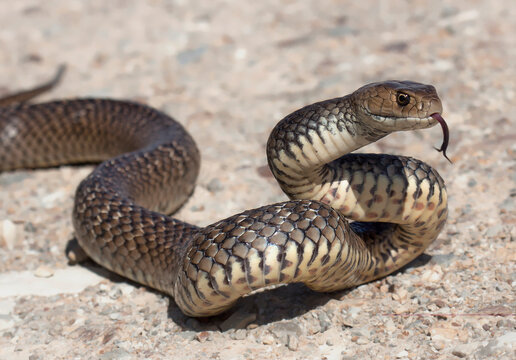 Close-up side view of an Eastern brown snake (Pseudonaja textilis) coiled and flicking its tongue on rocks, Australia
