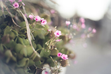 柔らかなピンクの花と緑の葉：夢のような自然の背景