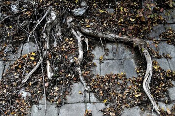 tree roots