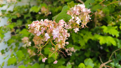blooming snowball bush viburnum in spring