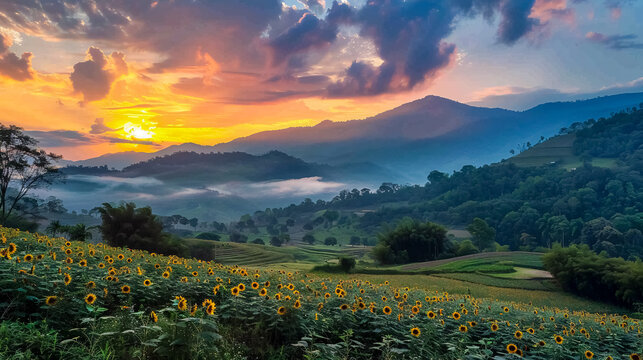 Tung Bua Tong Mexican sunflower field at sunset in Mae Hong Son Province, Thailand.
