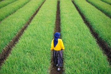 Walking at The Onion Plantation