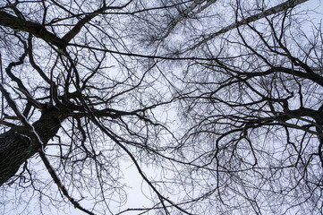 Fototapeta premium Tree branch. View from below on tree branches in winter. Trees silhouette in sky. Nature forest background.