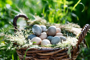 Filled wicker basket with pastel colored easter eggs. Background for easter with space for text.