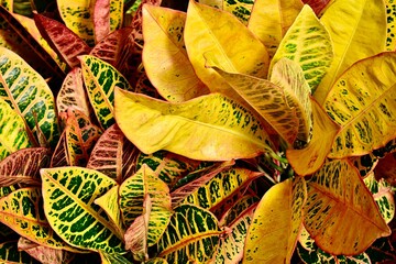 Colorful Croton Leaves in a Garden © Wirestock