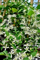 White flowers of Clematis terniflora