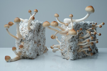 Psychedelic magic mushrooms grow. Psilocybe Cubensis