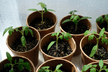 Young seedlings tomato with water drops in paper pots. Selective focus. Home greenhouse