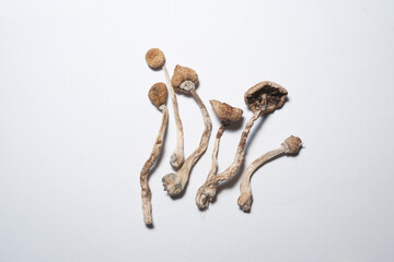 Dried Psilocybe Cubensis hallucinogen magic mushroom on the white background. Top view, close-up, isolate