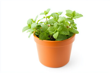 Fresh peppermint in gardening pot isolated on white background, Selective focus green leaf mint for cooking in pot on white.