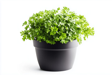 Fototapeta premium Selective focus fresh cilantro in gardening pot isolated on white background, Close up shot parsley in pot for cooking.