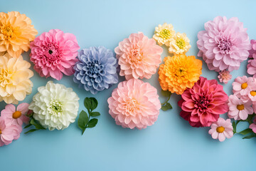 Obraz premium Pastel Dahlia Blooms Arranged on Blue Background, Colorful Floral Display, Vibrant Flower Composition