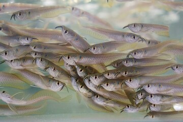 Arwana Fish on Aquarium for Sale