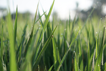 Obraz premium Dew on Rice Field Grash