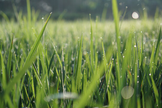 Dew on Rice Field Grash