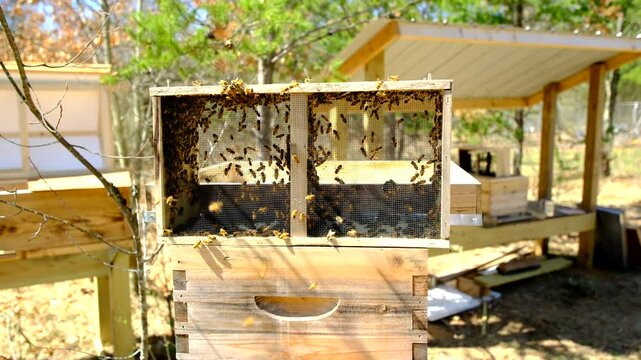 New family of honey bees buzzling and flying around beehive after being transferred to it from delivery cage or meshed box