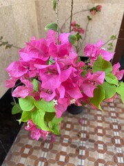 Pink hydrangea flowers