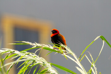 southern red bishop or red bishop, Euplectes orix, Nigeria 
