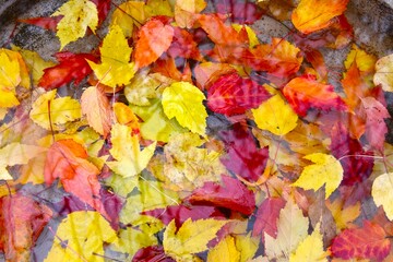 Autumn foliage in the garden, Sainte-Apolline, Québec, Canada