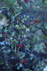 Ijen Mountain Branch