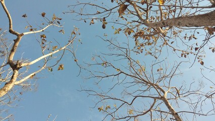 Beautiful Branch from Down of Tree