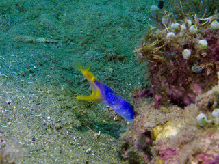 Ribbon Moray Eel Underwater. A blue and yellow ribbon moray eel peeks out from behind a coral on a sandy bottom underwater.