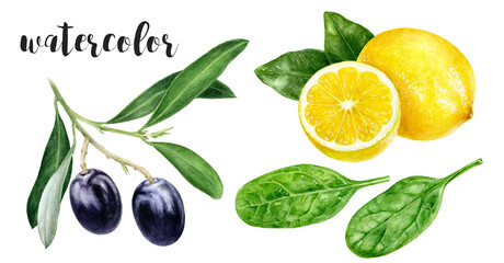 Hand-Painted Watercolor Lemon, Spinach, and Black Olives Botanical Illustration