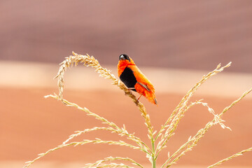 Northern red bishop or orange bishop, Euplectes franciscanus, Nigeria