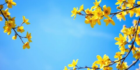 Close-up of a beautiful bright yellow branch frame in spring with the blue sky in the middle, perfect for adding text, seasonal, vibrant