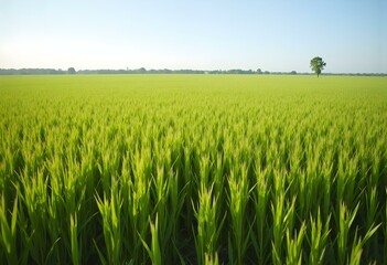 Fototapeta premium A lush rice paddy field with neat, under a bright, sunny sky, green rows stretching into the horizon. 