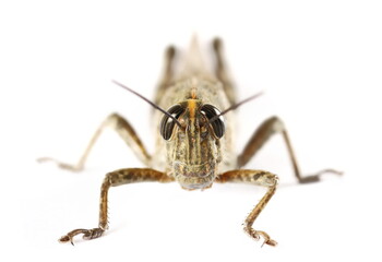 Close up Egyptian grasshopper or Egyptian locust (Anacridium aegyptium) isolated on white