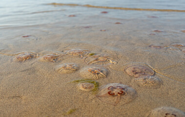 Jellyfish on the beach under the sunlight.