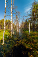 Viru Raba swamp lake in Estonia.