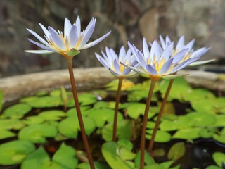 Close up of Beautiful lile tropical flowers, nymphaea Micrantha or water lily in botanical garden,white lotus flower