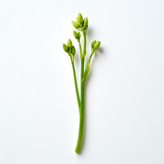 Fototapeta premium Grow isolated on a white background, close up