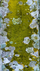 Fototapeta premium A detailed macro view of moss and lichen thriving on a weathered wooden surface, showcasing nature's textures and colors.