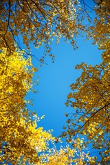 autumn leaves in the sky