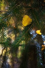 Obraz premium autumn close up photo with yellow leaves