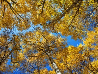 autumn trees and sky