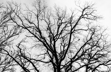 silhouette of a tree