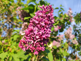branch of purple blooming lilac in sunlight
