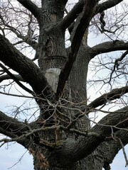 An old oak tree with a thick trunk and bare branches stretches towards the sky, covered with gray clouds. the trunk of an old oak tree