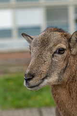 Muflon animal in garden of hospital in autumn day in Prague