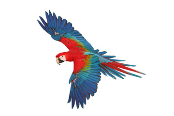 Colorful flying Ruby Macaw parrot isolated on transparent background png file