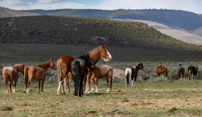 ranch horses in the american west