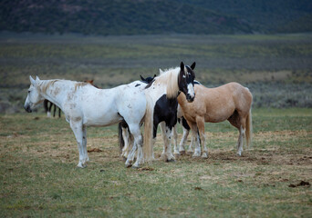 ranch horses in the american west