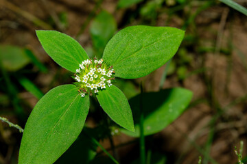 Close-up shot, clear flowers Spermacoce ocymoides