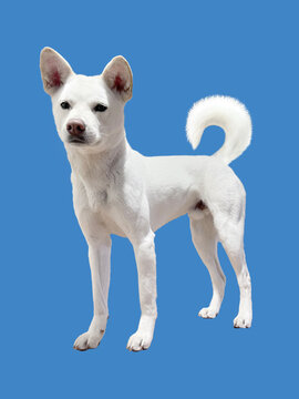 White Jindo dog on blue background
