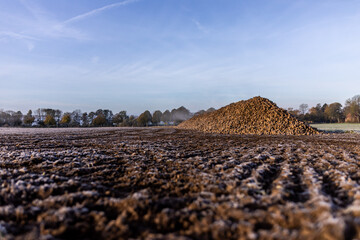 Rübenmiete an einem Ackerrand am frostigen frühen Morgen
