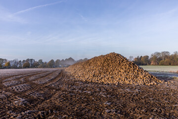 Rübenmiete an einem Ackerrand am frostigen frühen Morgen